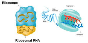 AP Biology slyacademy.com